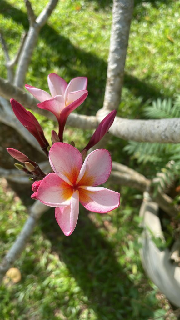 A43C0BAE-DD96-4760-9E20-AF43DE709B2F