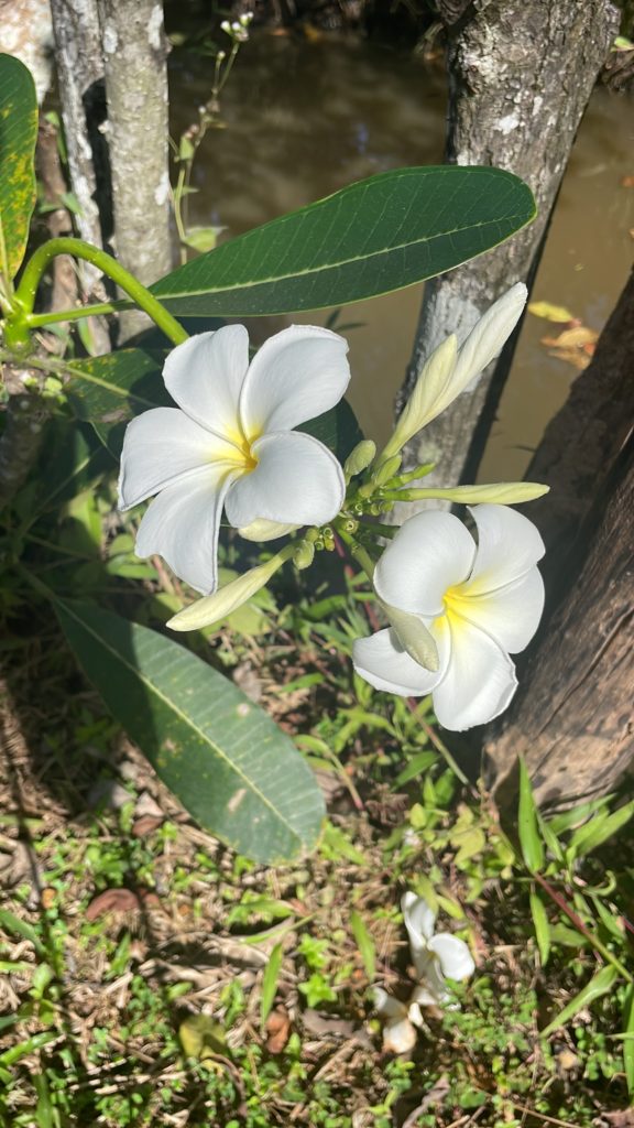 B5B7737E-825C-4056-A5AF-04029164CA54