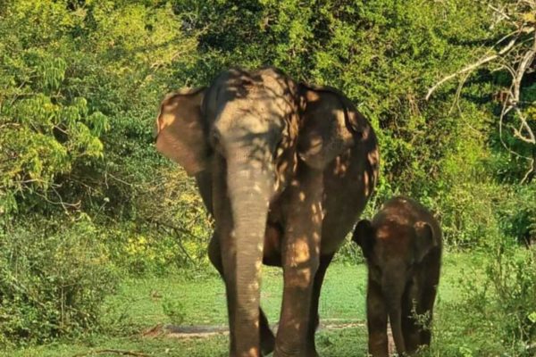 La maison VEDA- Elephant safaris
